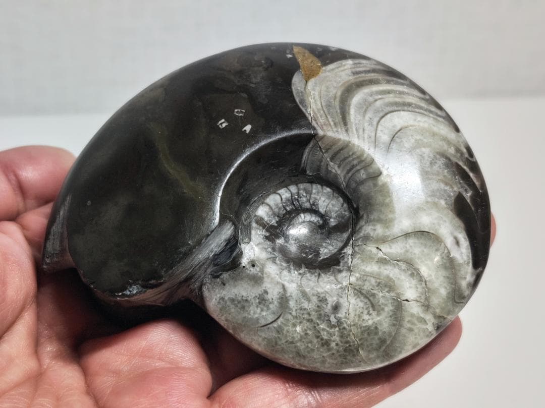 アンモナイト 295g 化石 鑑賞石 原石 自然石 誕生石 鉱石 鉱物 水石