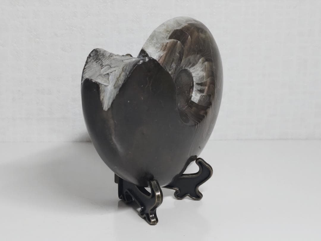 アンモナイト 295g 化石 鑑賞石 原石 自然石 誕生石 鉱石 鉱物 水石