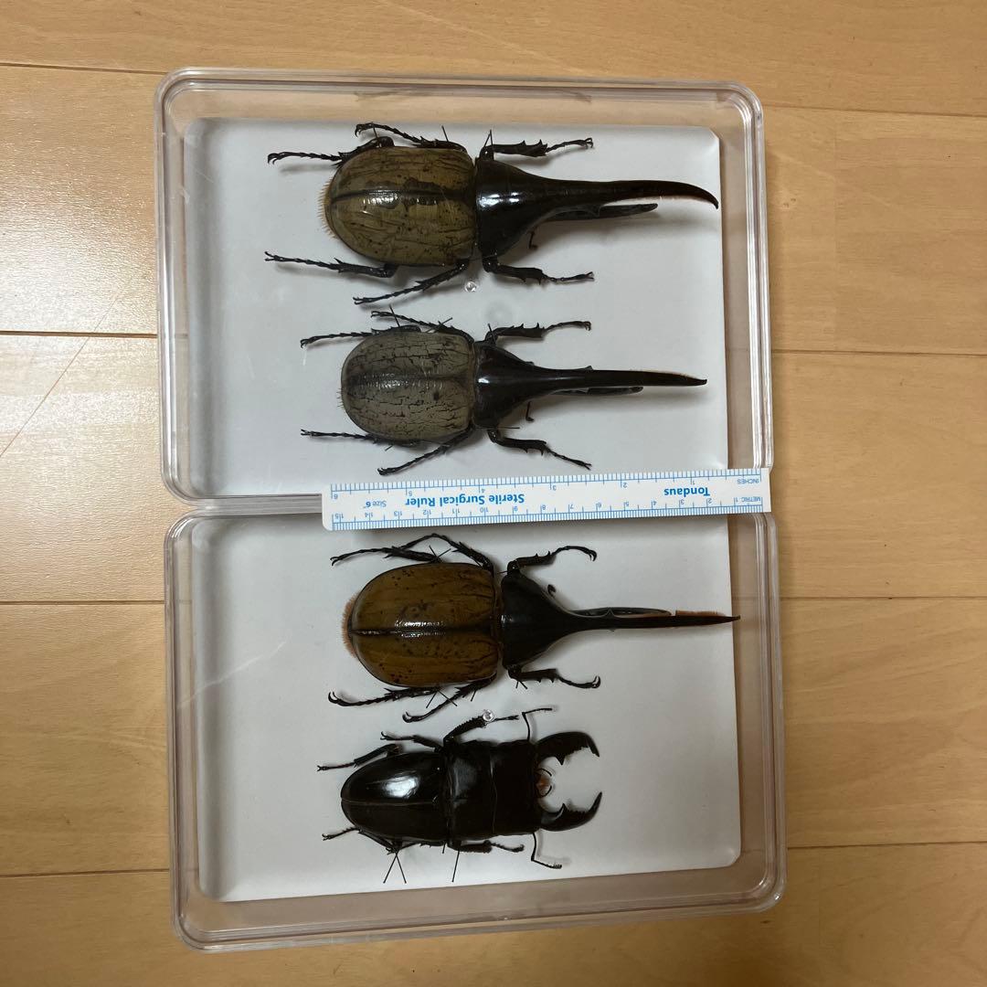 カブトムシ標本 4体セット