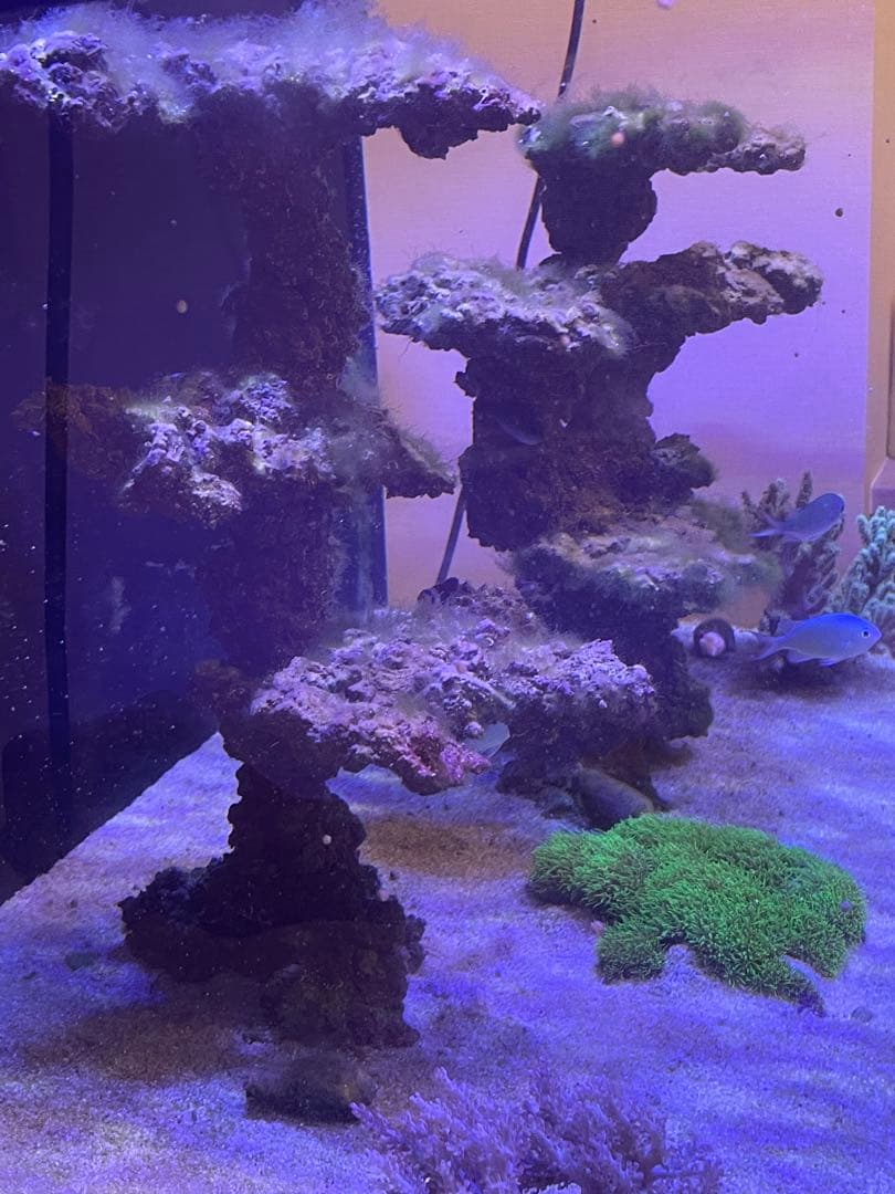 人工ライブロック 2点セット‼️　盆栽型