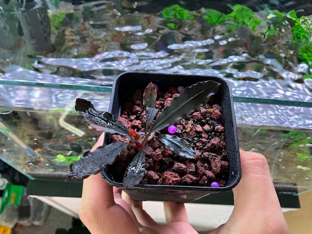 ブセファランドラ・ゴースト “ナカモト2011” 水上