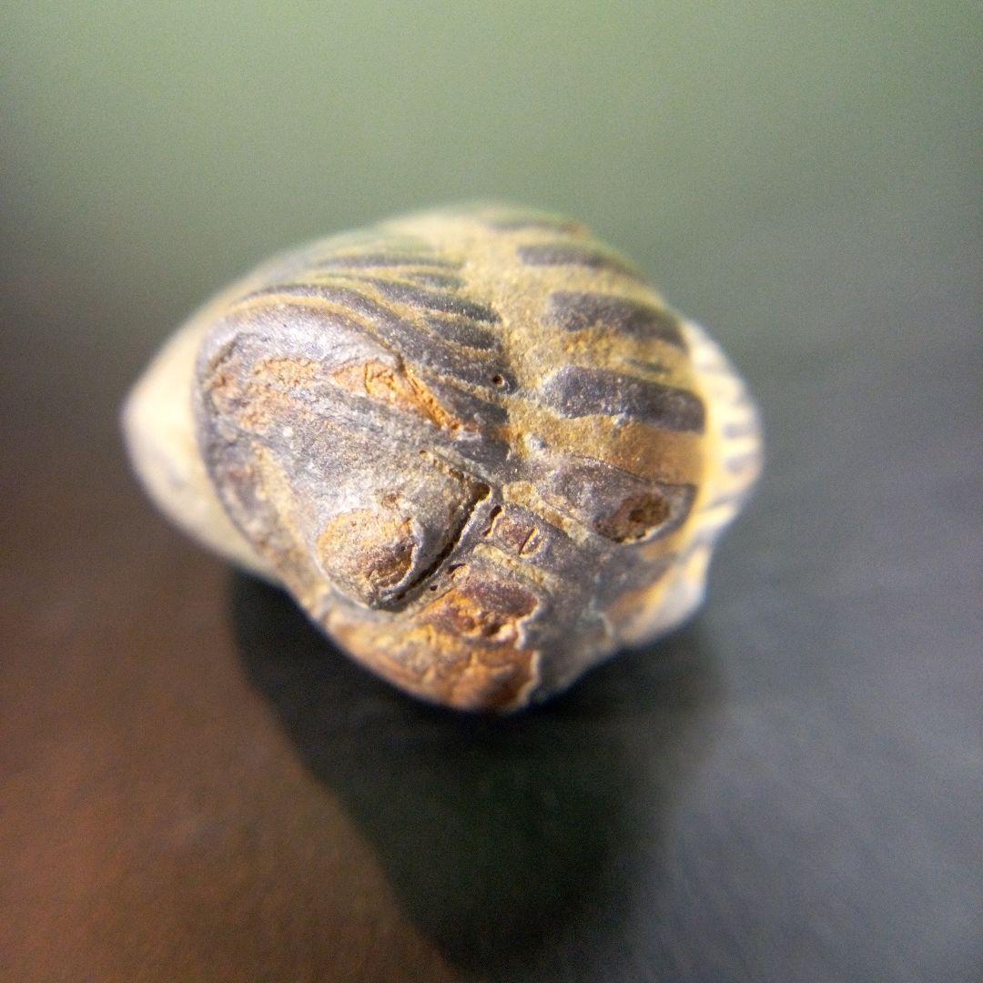 三葉虫　化石　fossil　ボリビア産　trilobite　ノジュール種類⑦