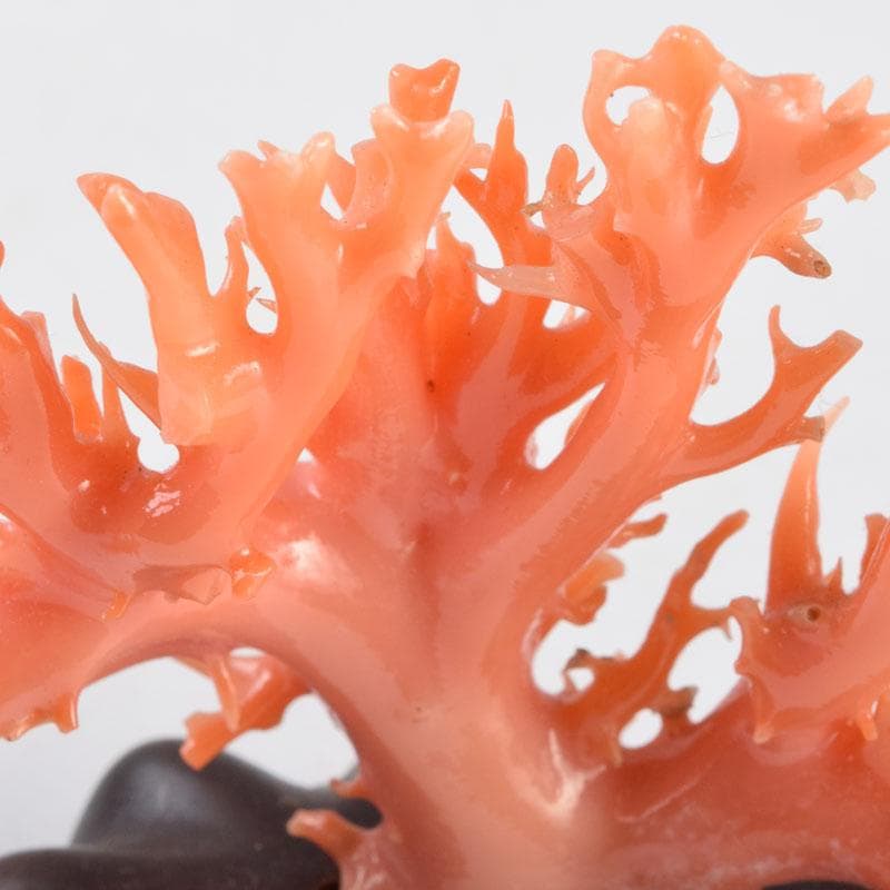 中国　赤珊瑚　サンゴ　置物　唐木台・ケース付　V　9075