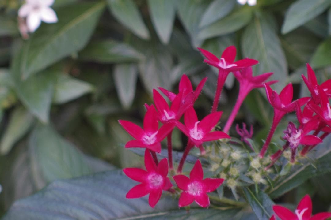 043_Kodak Cine Ektanon 38mm F/2.8 Dマウント