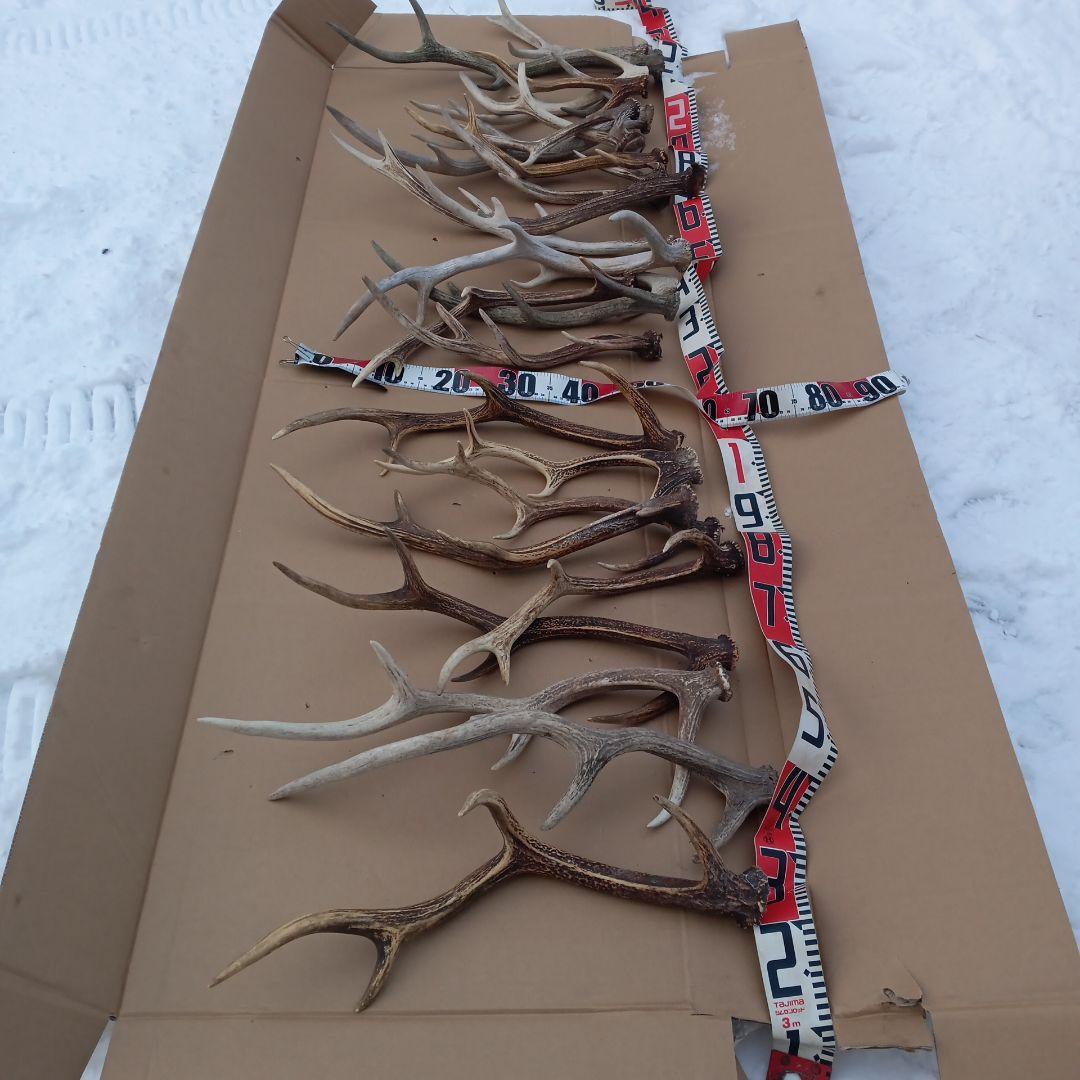 鹿の角 犬のおもちゃ 工芸品などにどうぞ ２２番