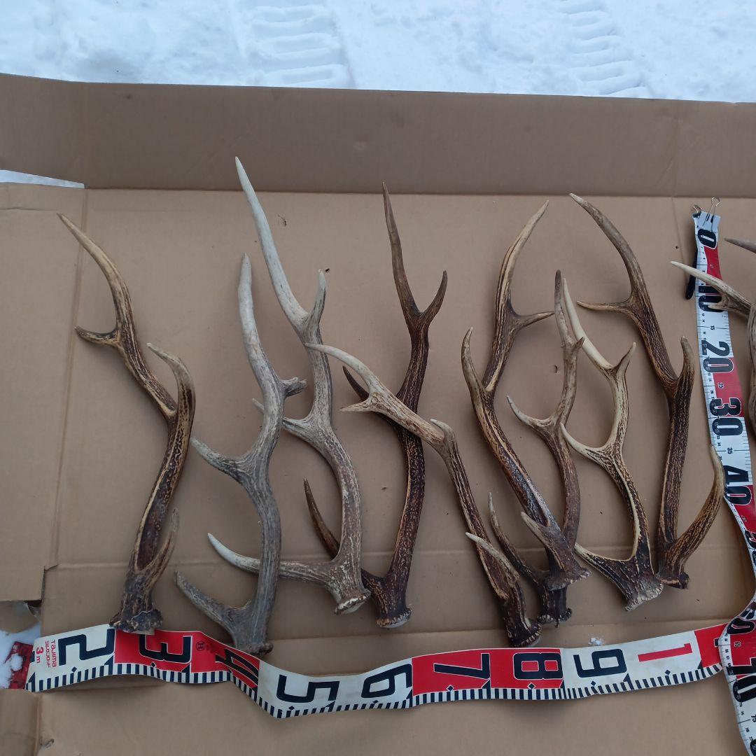 鹿の角 犬のおもちゃ 工芸品などにどうぞ ２２番