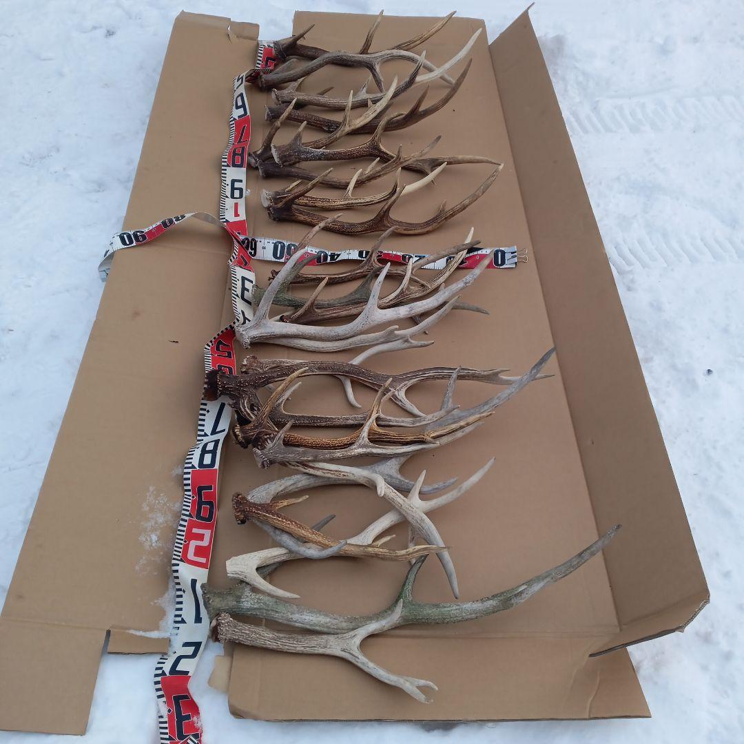 鹿の角 犬のおもちゃ 工芸品などにどうぞ ２２番