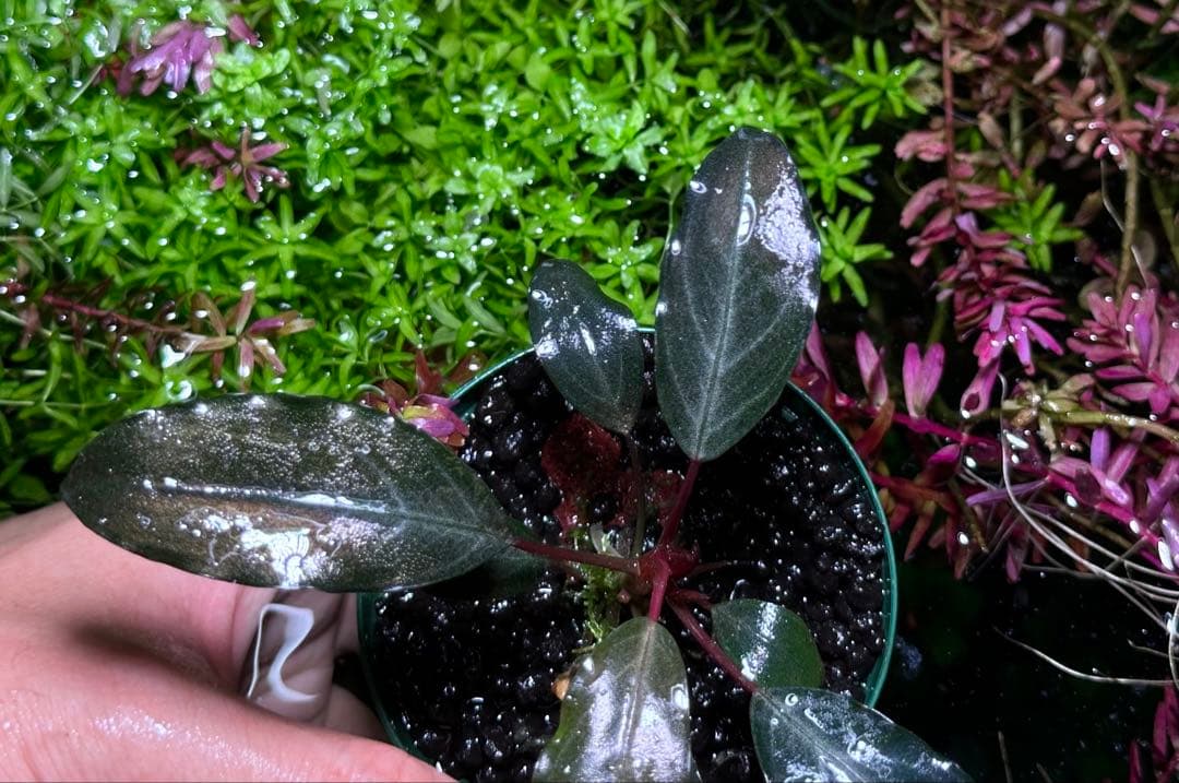 Bucephalandra sp.”Dark gray“【TB便】