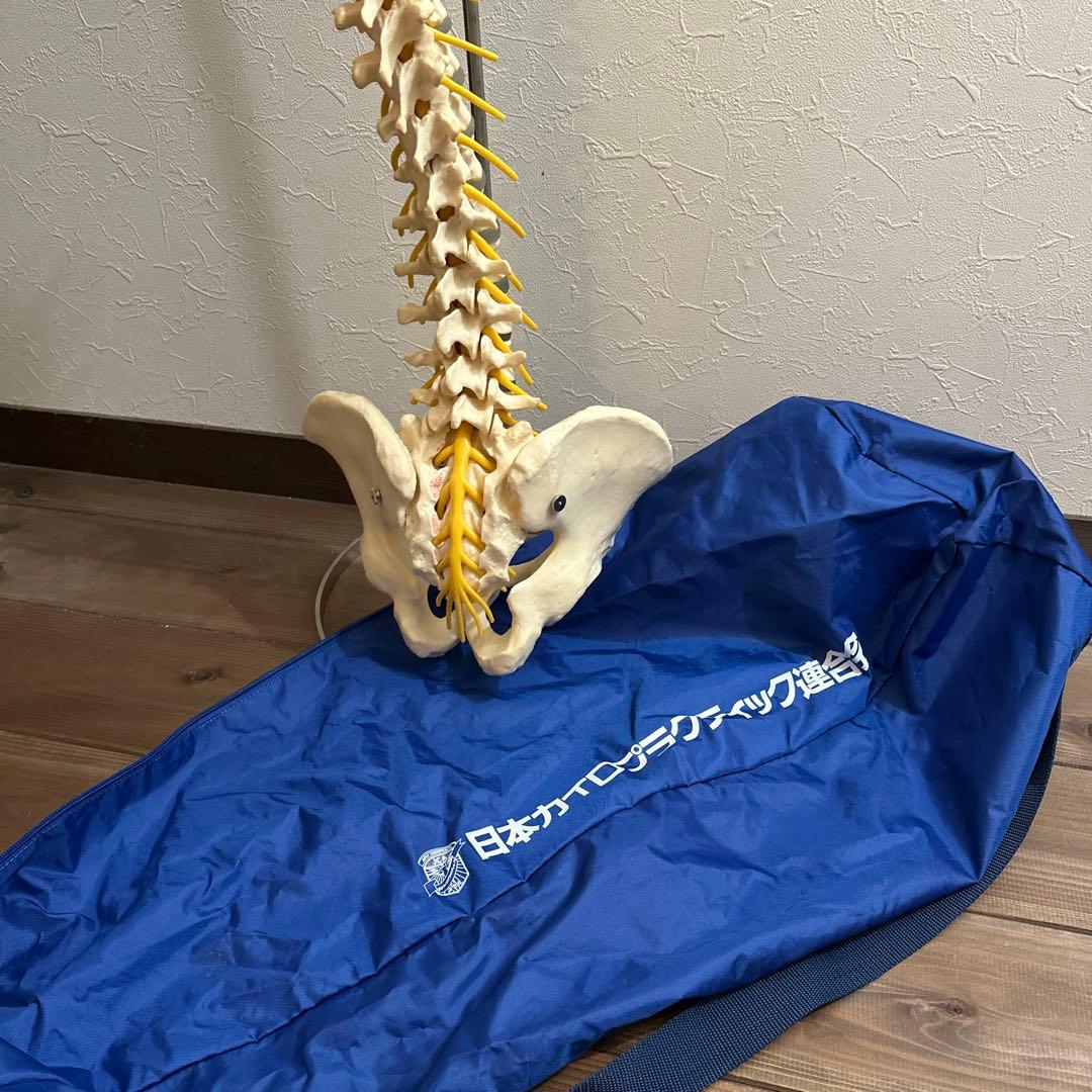 ドイツ製 人体脊椎模型 可動式 約85cm（カイロプラクティック）