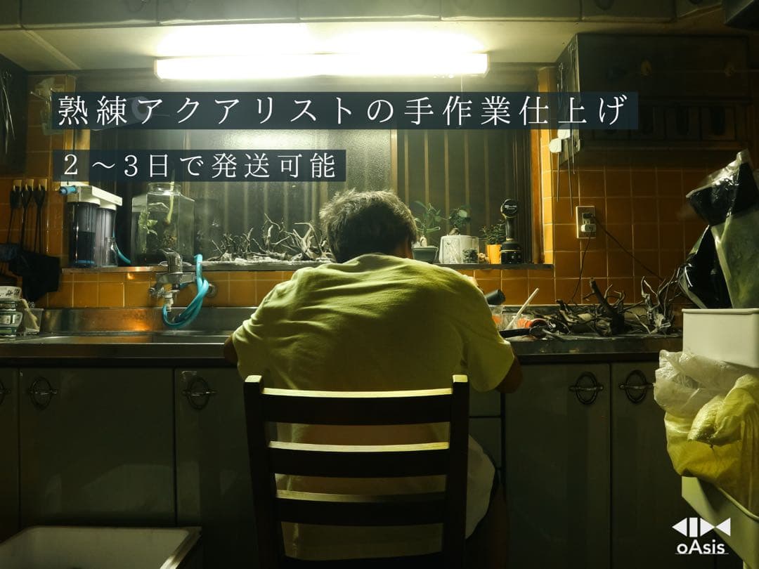 アクアリウム 流木 レイアウトセット 60cmスリム水槽　熱帯魚・水草水槽用