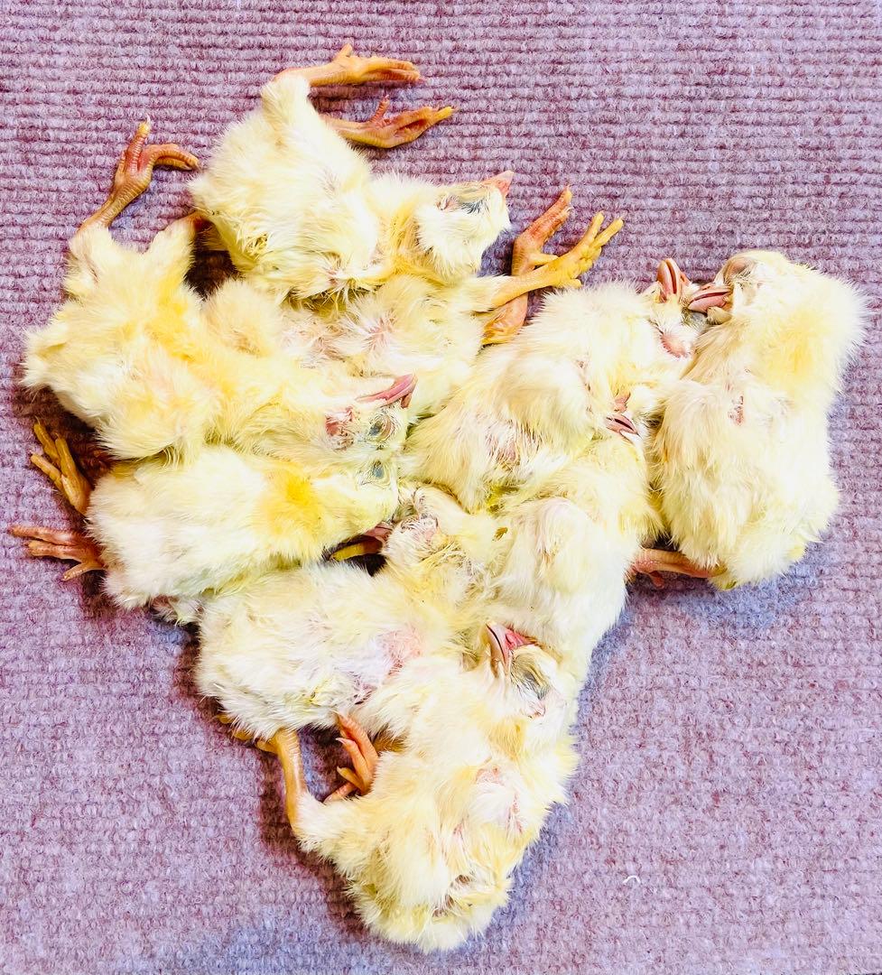 【リピート購入で＋10羽】 送料無料 国産 新鮮安全 冷凍ひよこ 700羽