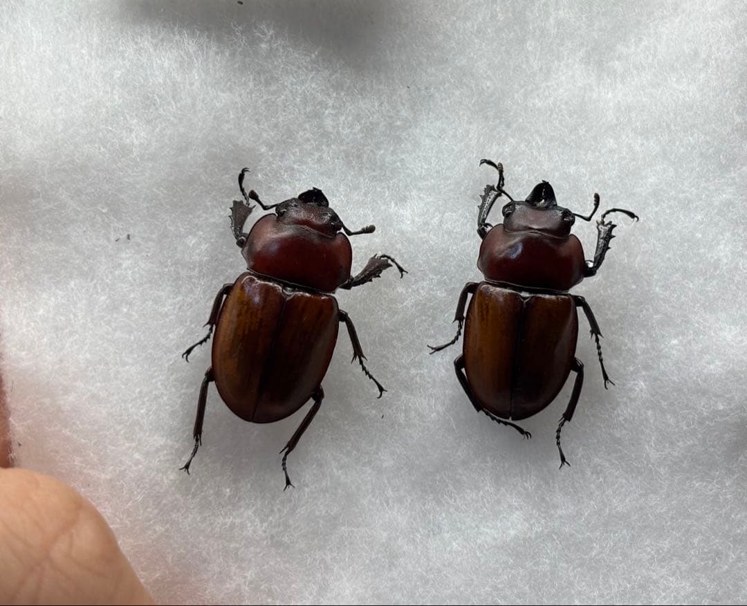 2026SALE！規制前採集品 チャイロマルバネクワガタ標本ペア