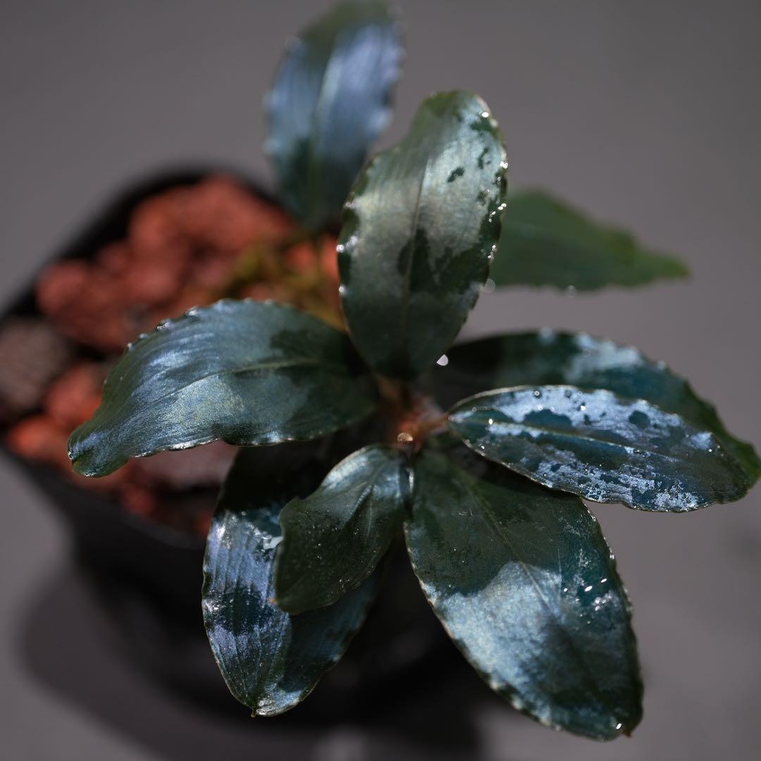 807さんBUCEPHALANDRA 光沢優先