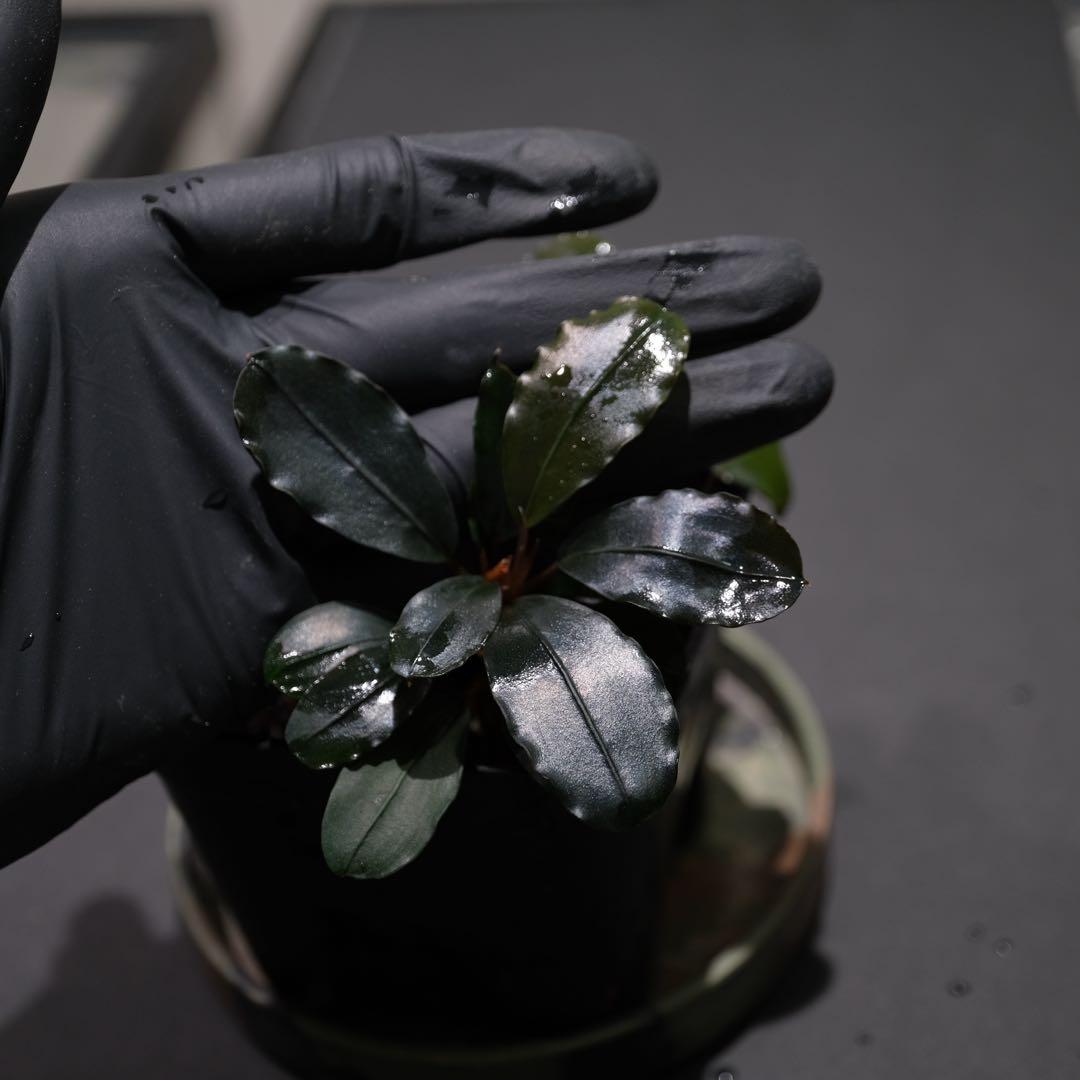 807さんBUCEPHALANDRA 光沢優先