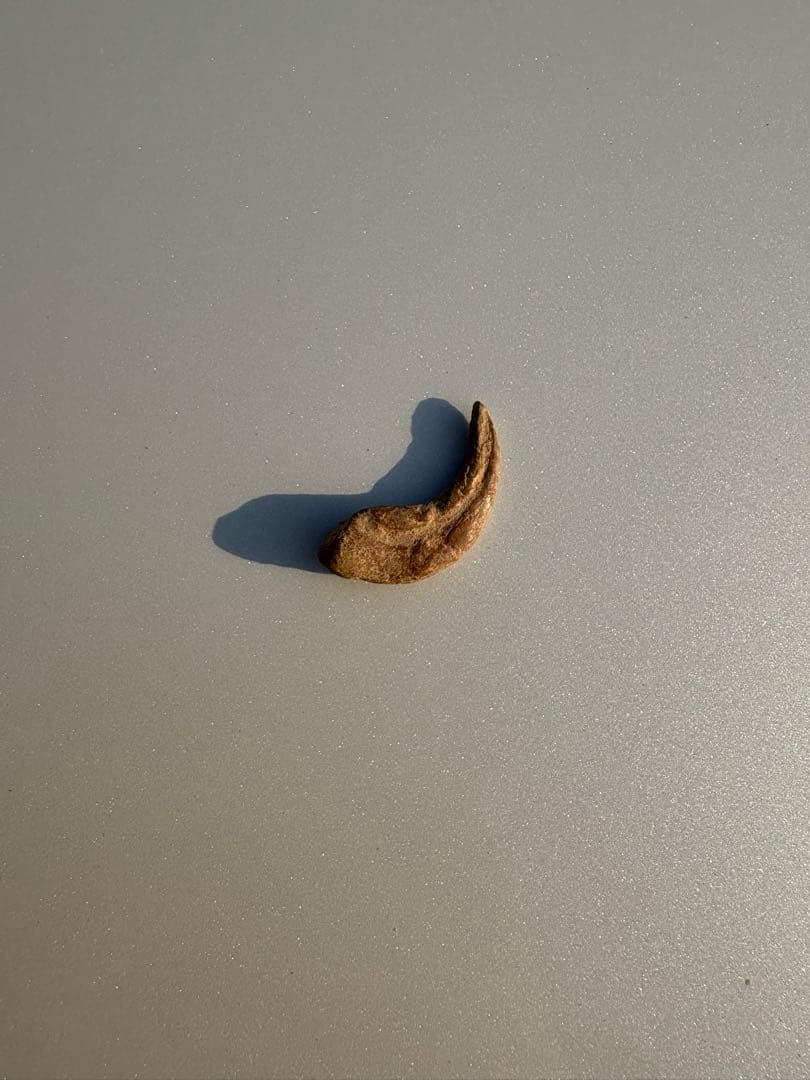 翼竜の爪　化石　モロッコ