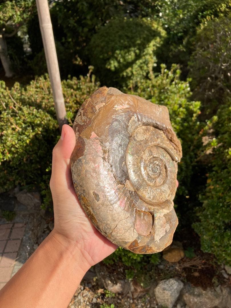 北海道　中川　大きな虹色ハウエリセラス　化石　恐竜