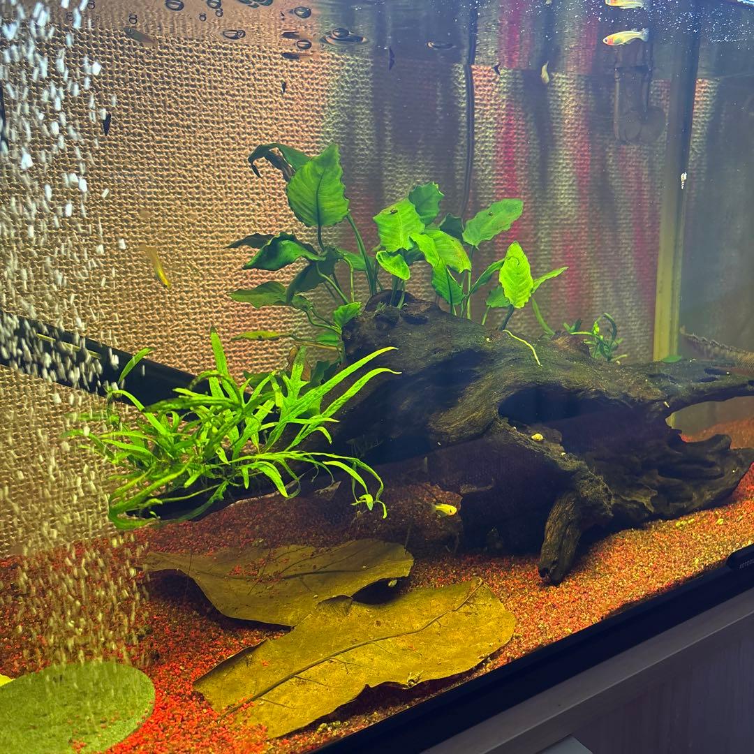 水草活着流木 アヌビアス・キングコング ミクロソリウム・トライデント