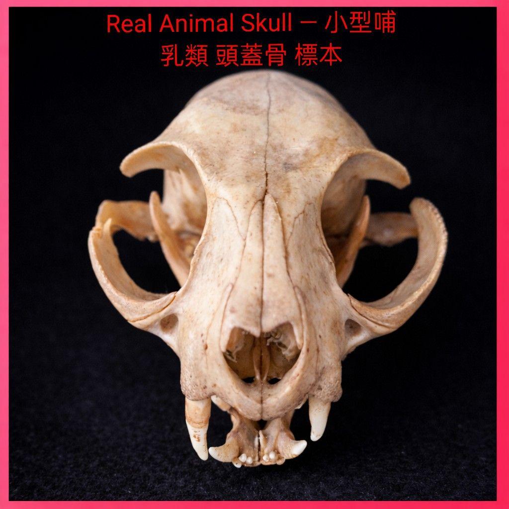 ●Real Animal Skull — 小型哺乳類 頭蓋骨 標本　アート鑑賞用