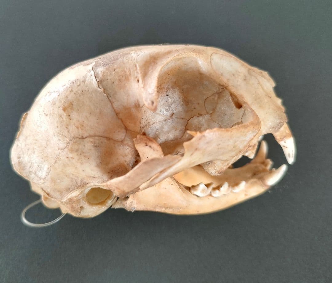 ●Real Animal Skull — 小型哺乳類 頭蓋骨 標本　アート鑑賞用
