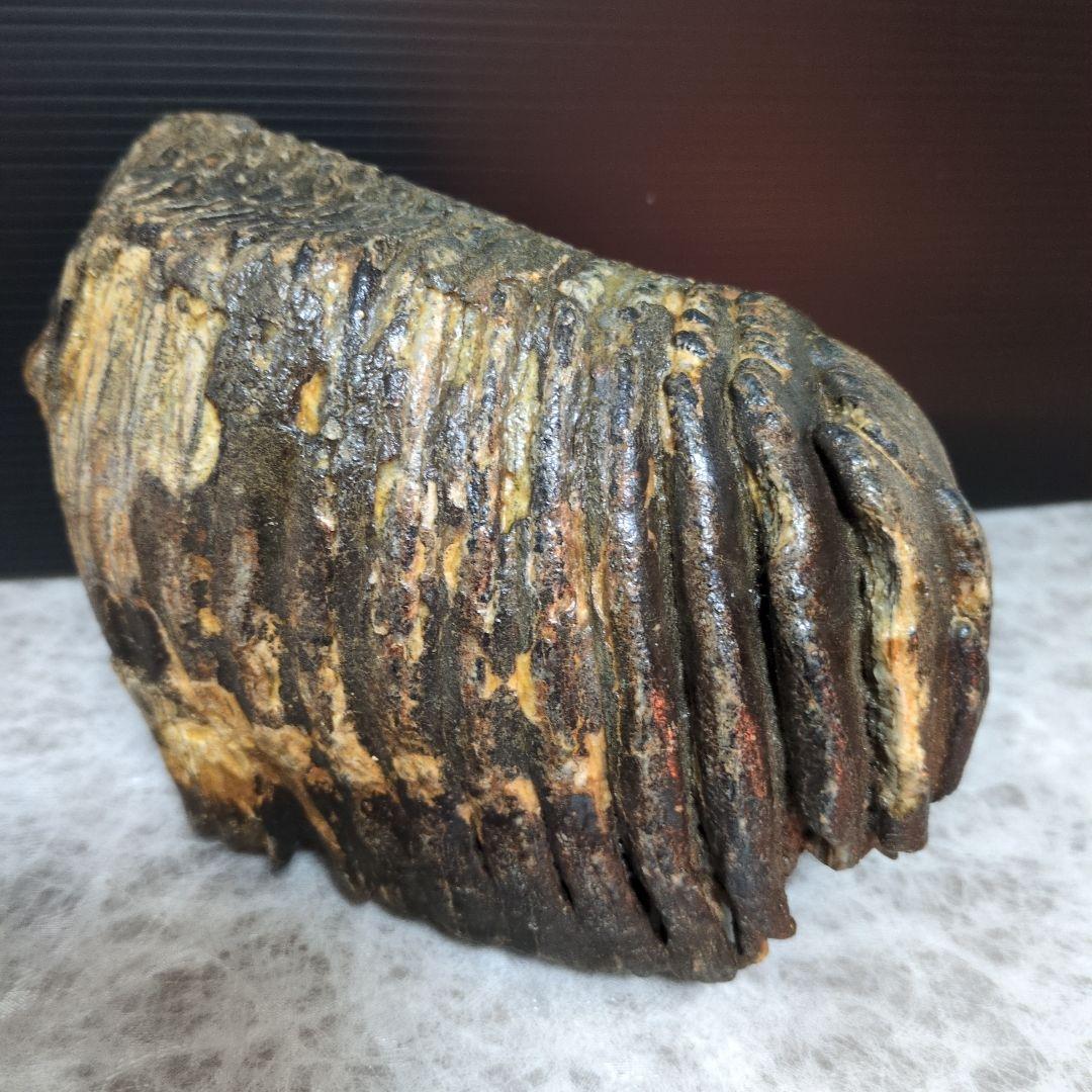 （希少）マンモス ナウマンゾウ 歯化石 臼歯