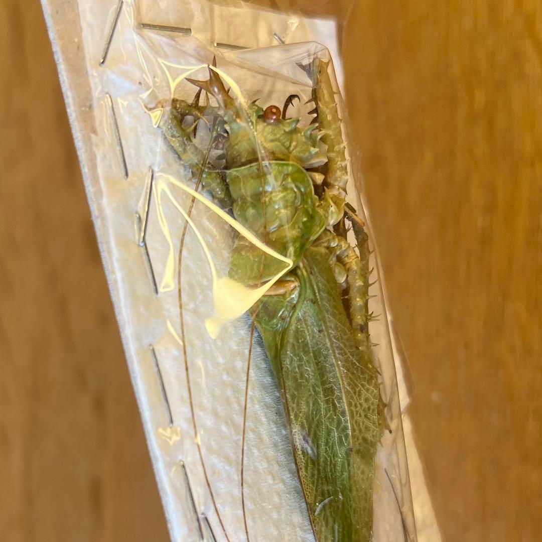 T*R様 珍品 キリギリス標本