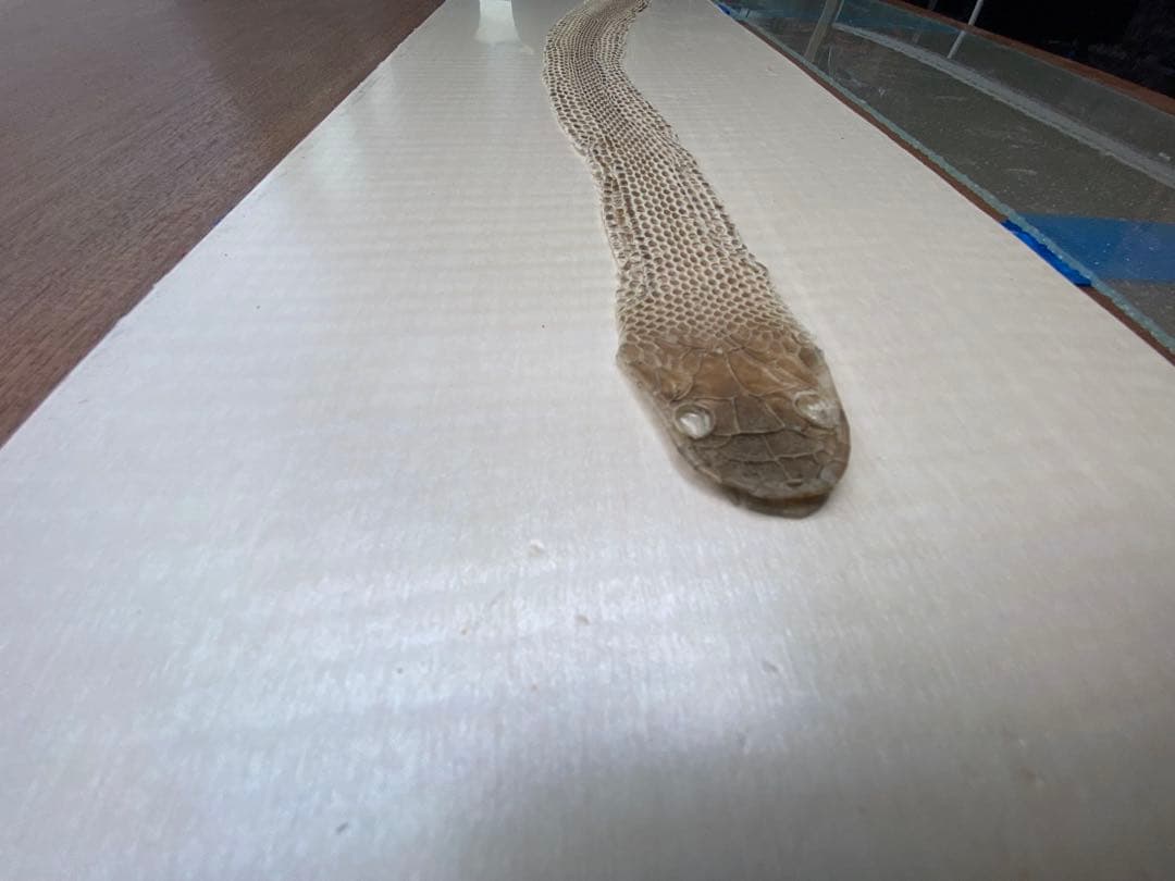 アオダイショウ抜け殻