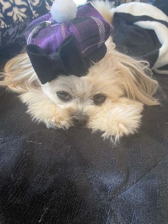 ⭕️ペット・ぬいぐるみ・人形帽子