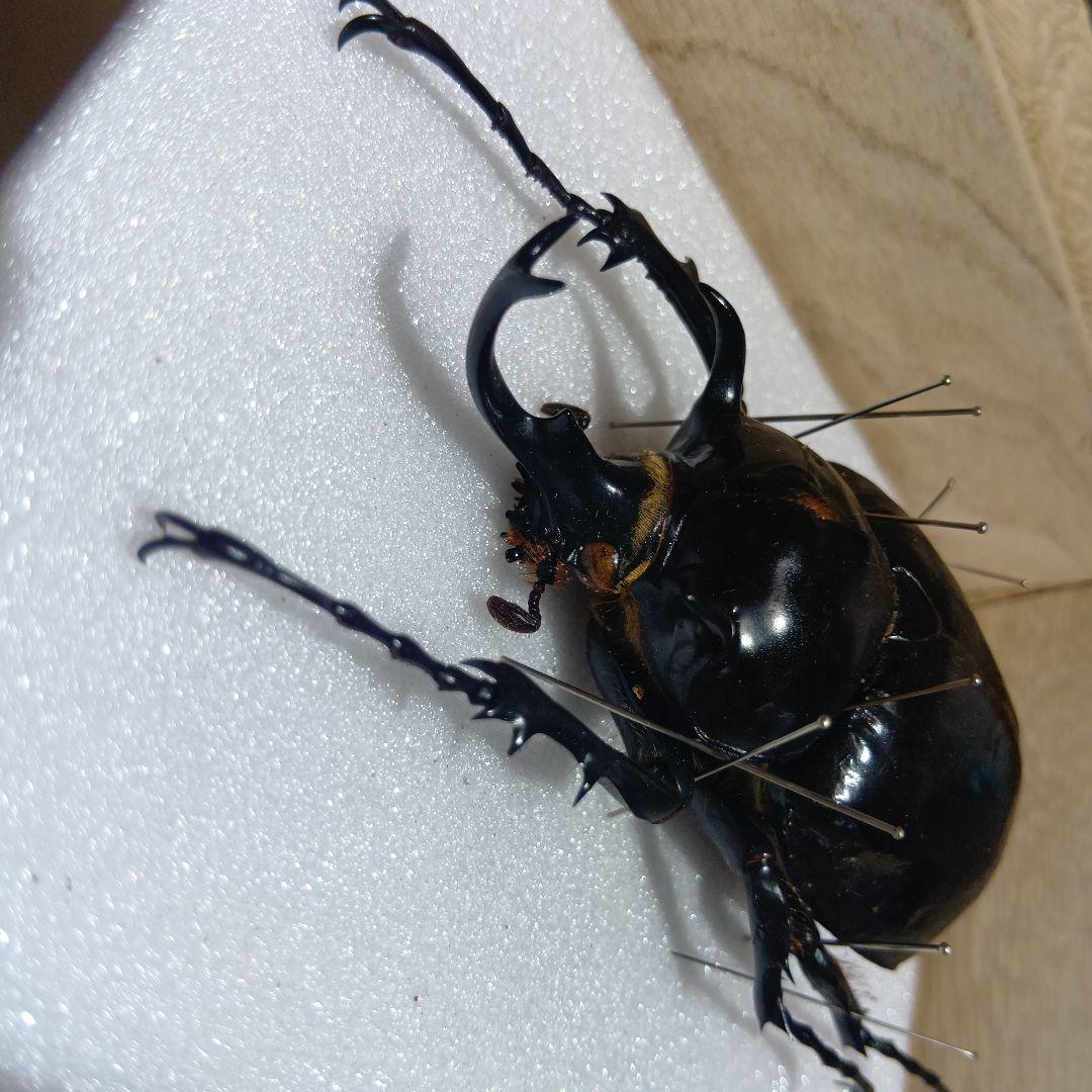 ⚠️最終値下げ⚠️早いもんがち‼️マルスゾウカブト標本 木製ケース入り