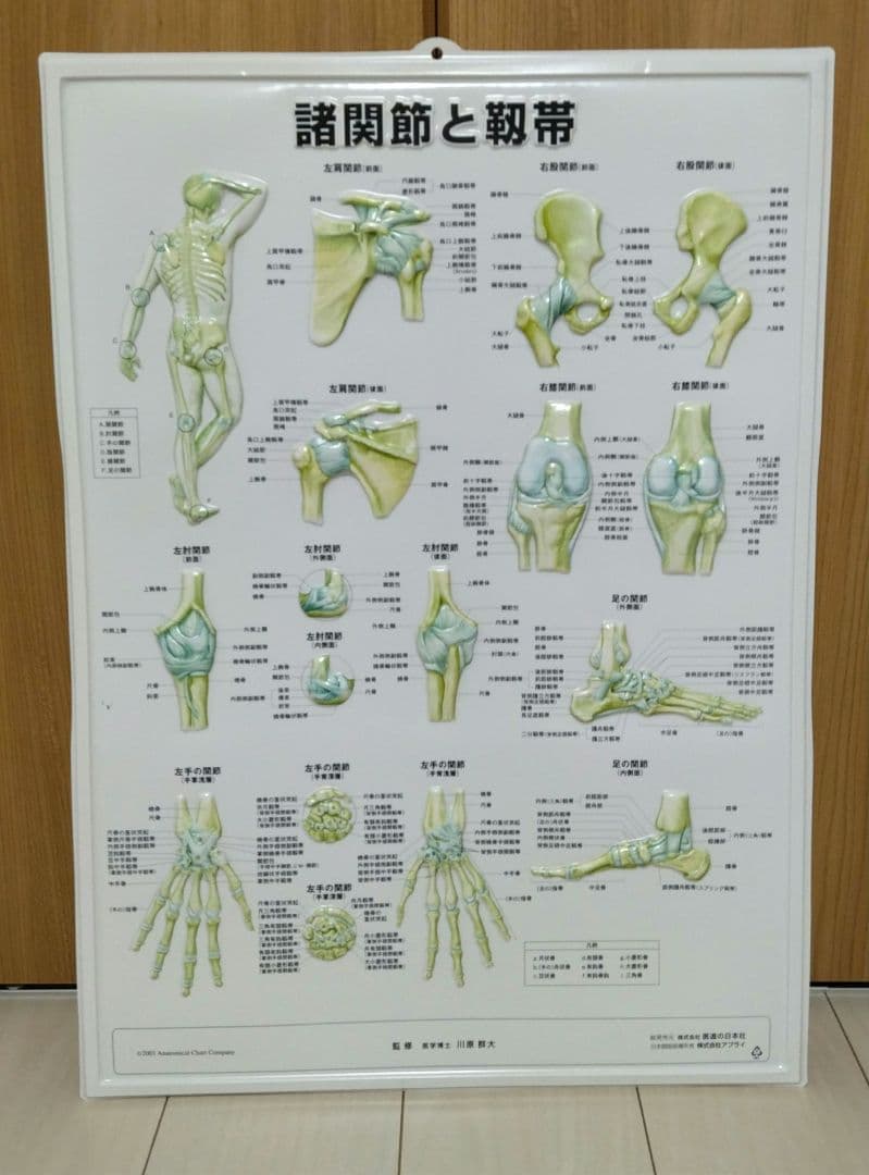 解剖学的人体半立体壁掛けポスター8枚セット
