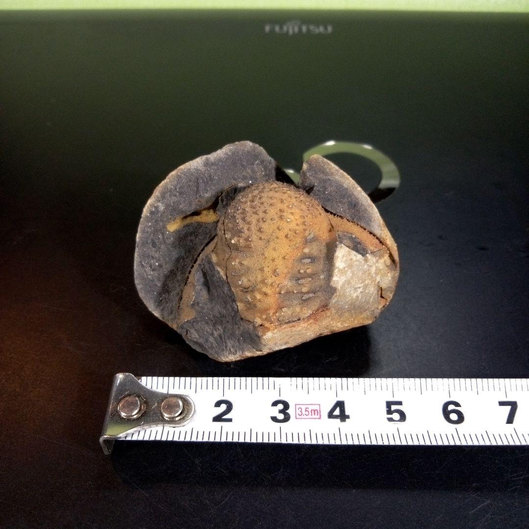 三葉虫　化石　fossil　海　ボリビア産　trilobite　ボリビア化石郡⑤