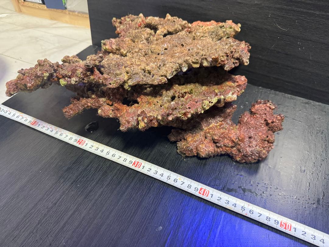 天然ライブロック 1個