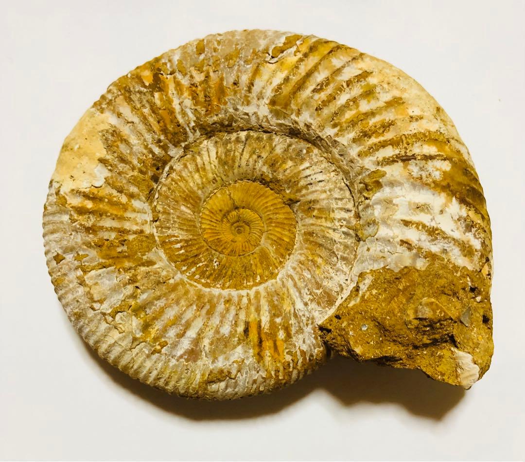 大きなアンモナイト　化石　ペリスフィンクテス