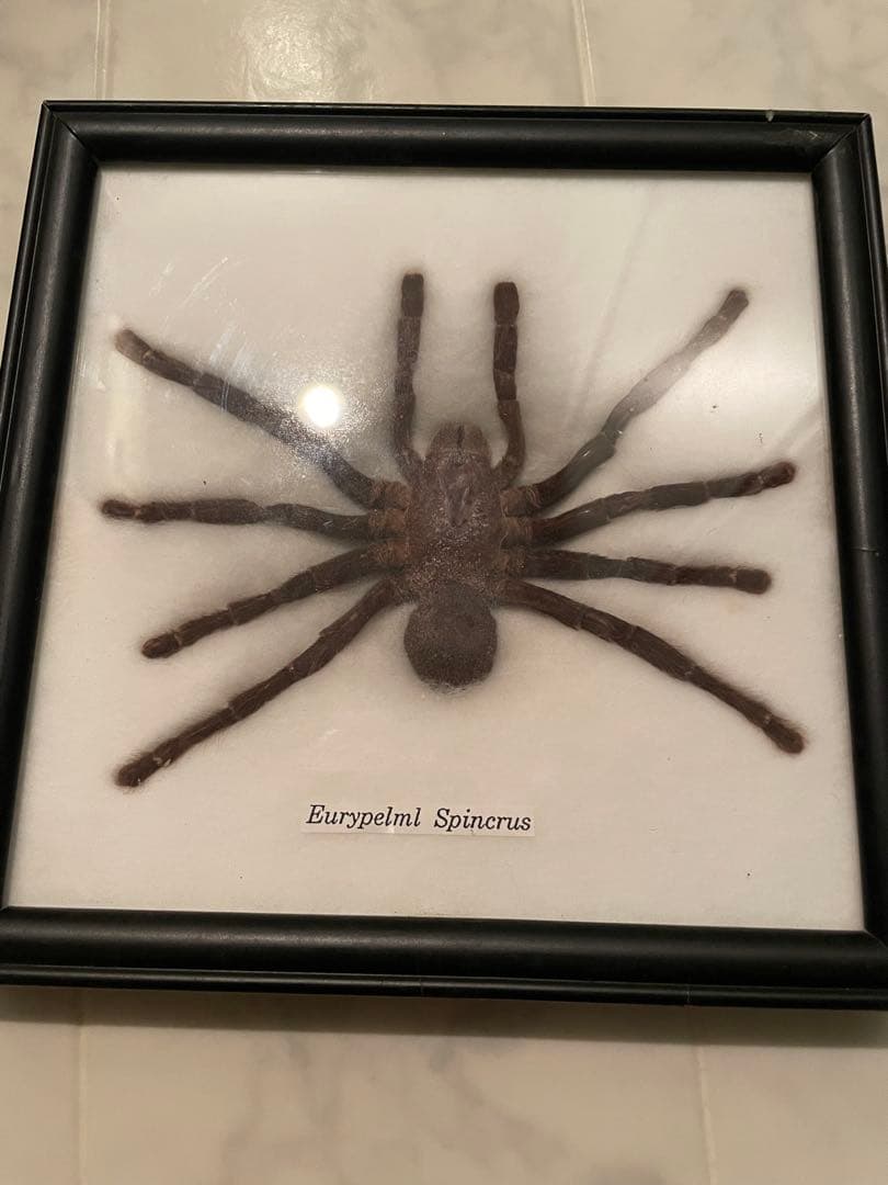 タランチュラ 標本 黒フレーム
