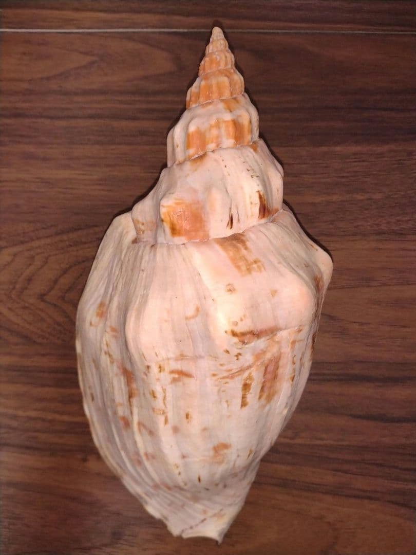 オマツリボラ　特大個体