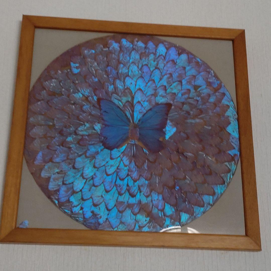 モルフォ蝶の額