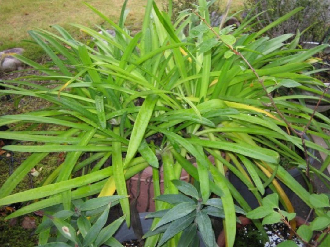 ☆動作OK Canon IXY DIGITAL L2 プラチナシルバー