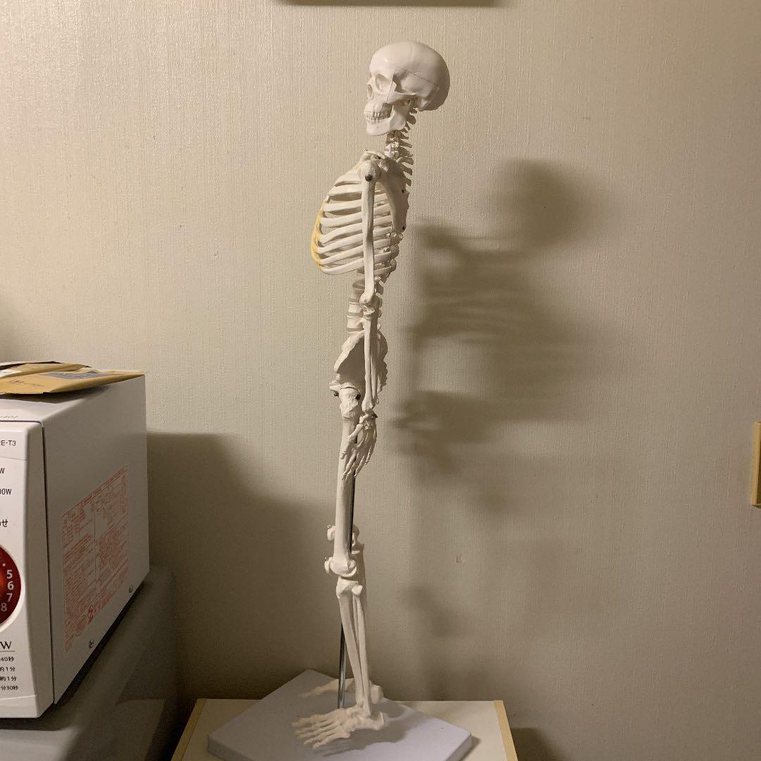 人体骨格模型 直立 スタンド 付 85cm 1/2モデル -1.4516