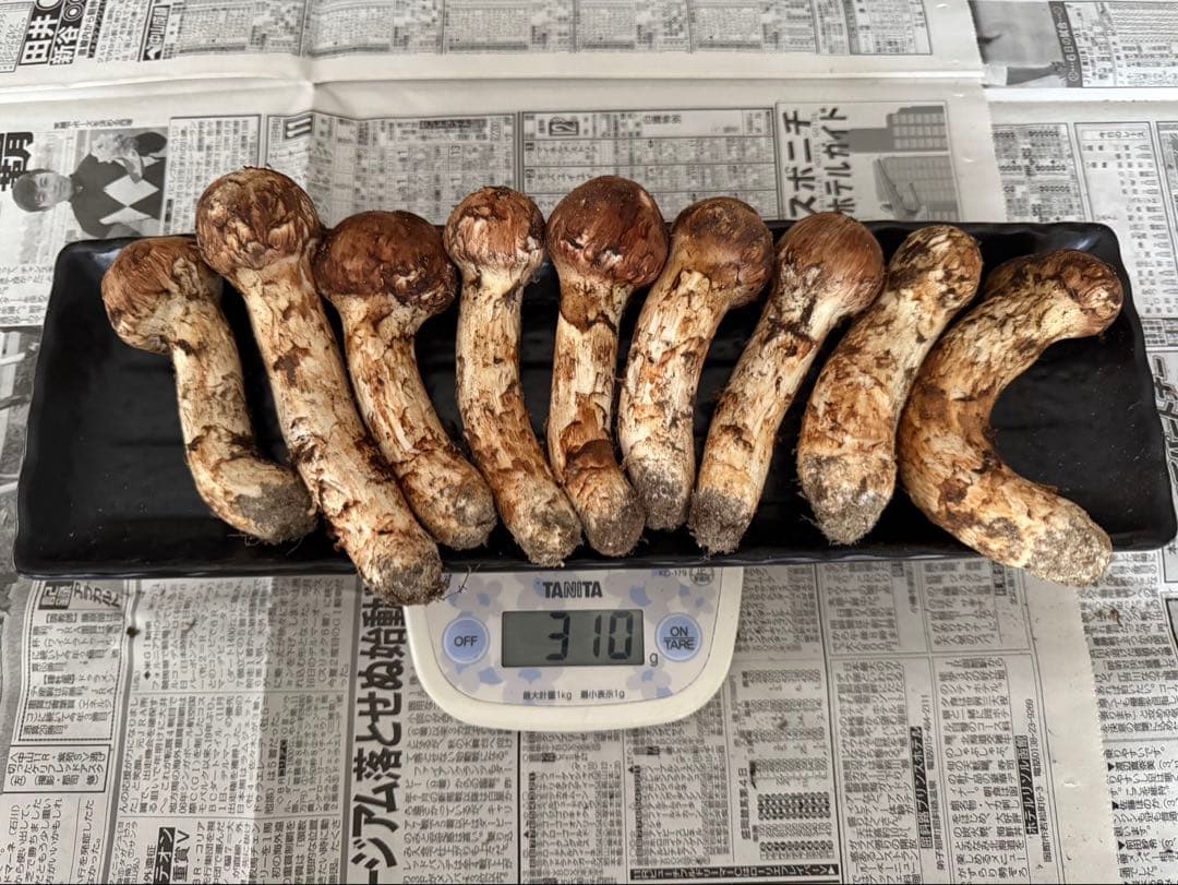松茸　北海道　300g ④　国産