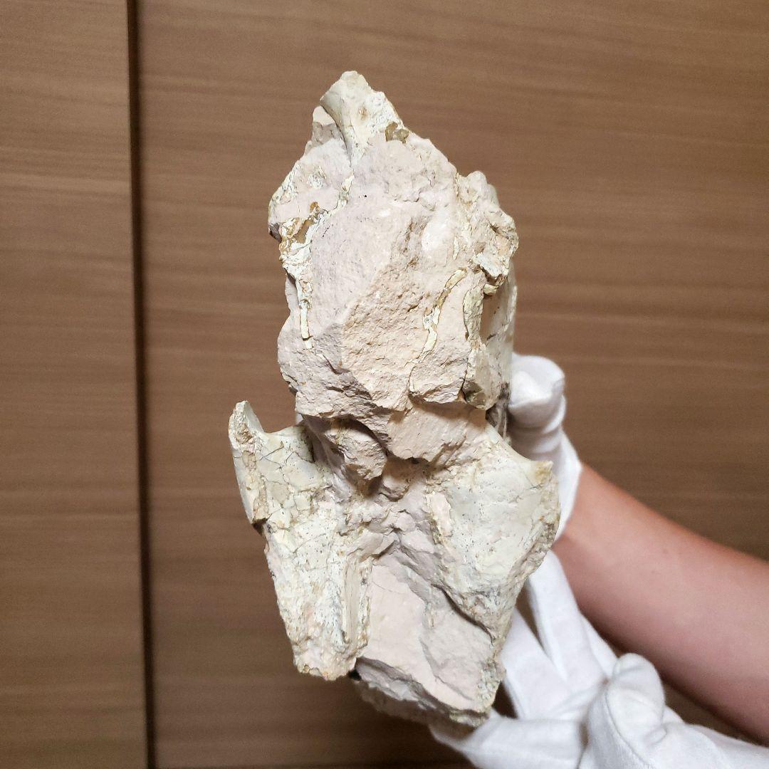 ヒラコドンの化石　部分化石