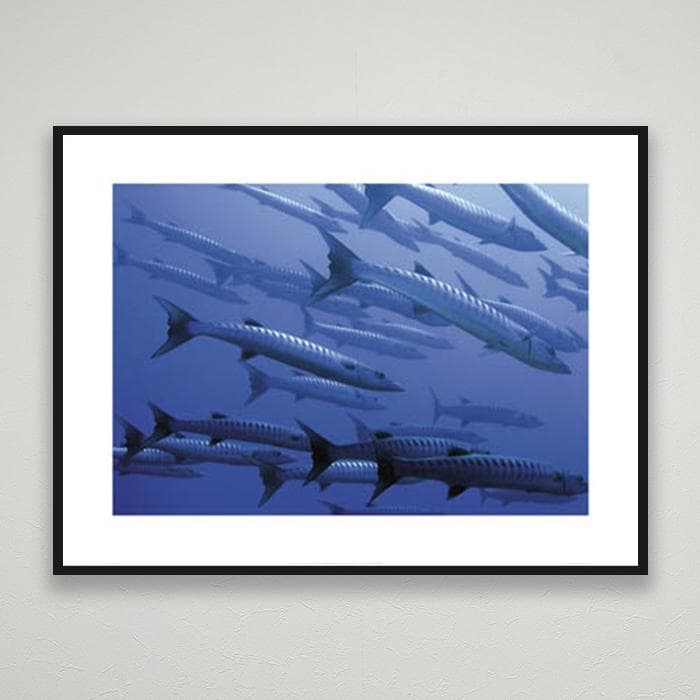 額装済/Barracuda/レイチェル ファーンリー/ポスター