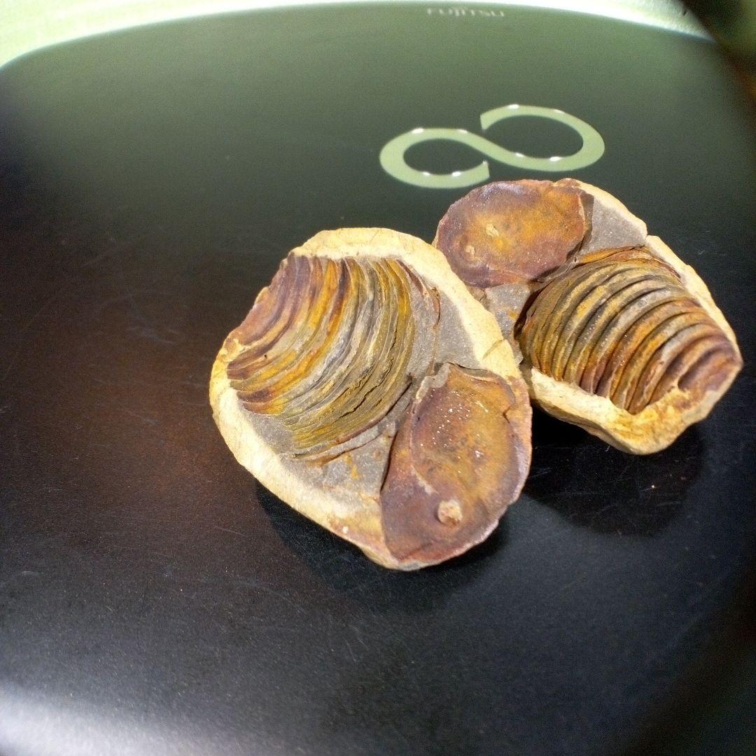 三葉虫　化石　fossil　ボリビア産　trilobite　ノジュール管理⑥