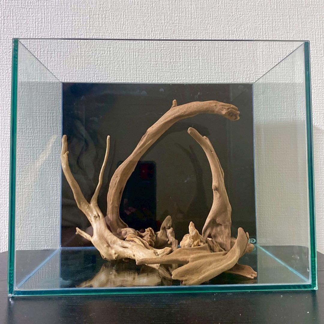 マングローブレイアウト2点付き水槽セット