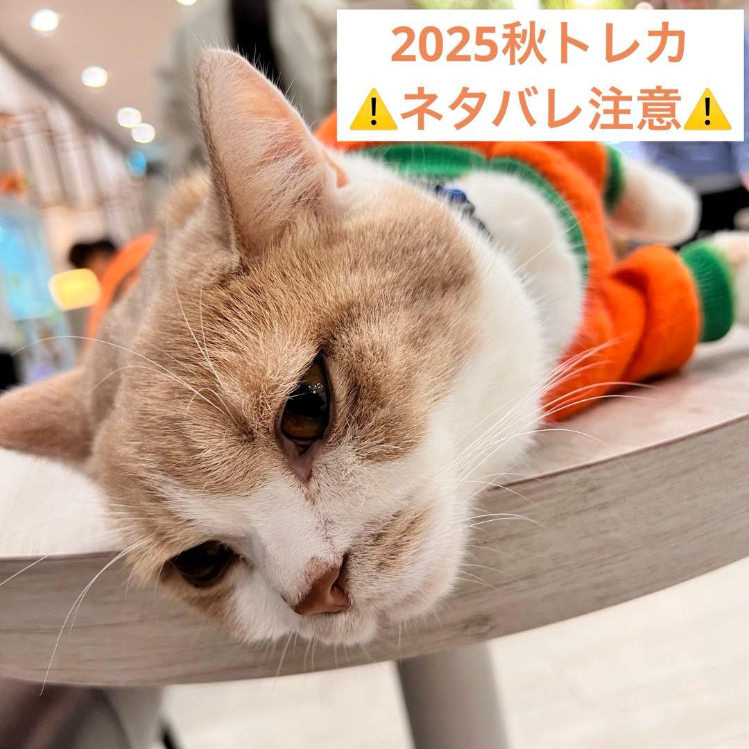 猫カフェmocha にゃんずトレカ　秋のおさんぽ　アルシェ大宮店