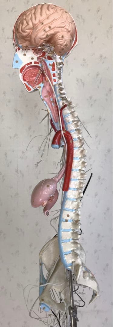 脳および神経系人体模型♡ 京都科学
