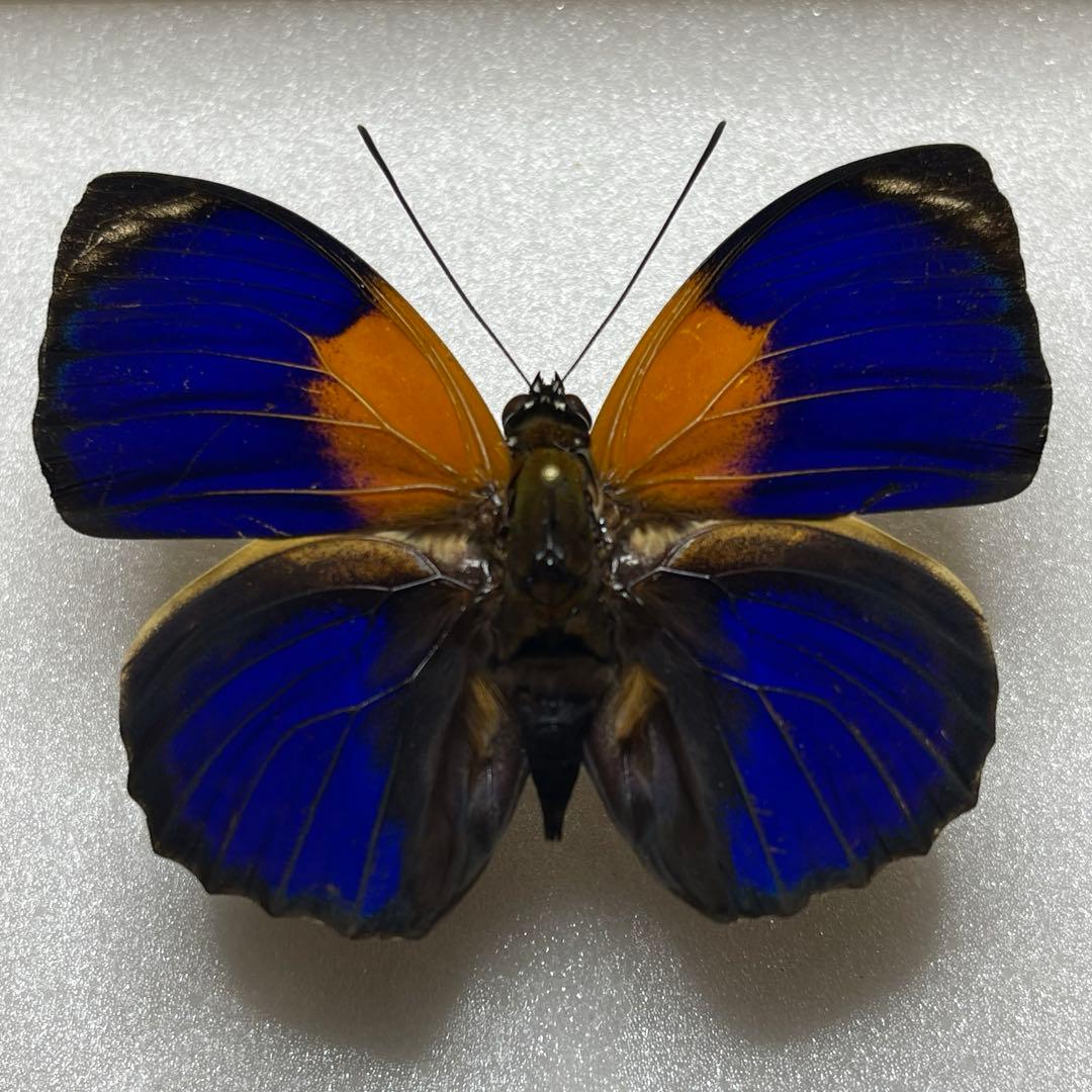 アグリアス　ファルキドンFourninae