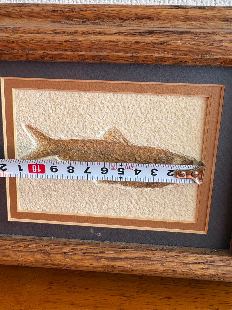 魚の化石 額装標本 インテリアオブジェ