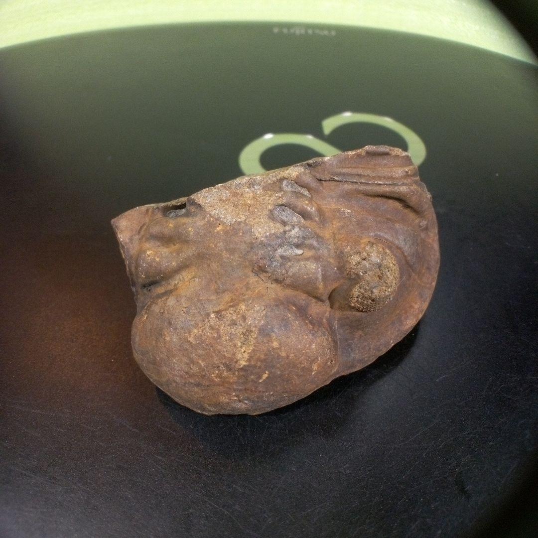 三葉虫　化石　fossil　ボリビア　trilobite　海生動物　三葉虫識別③