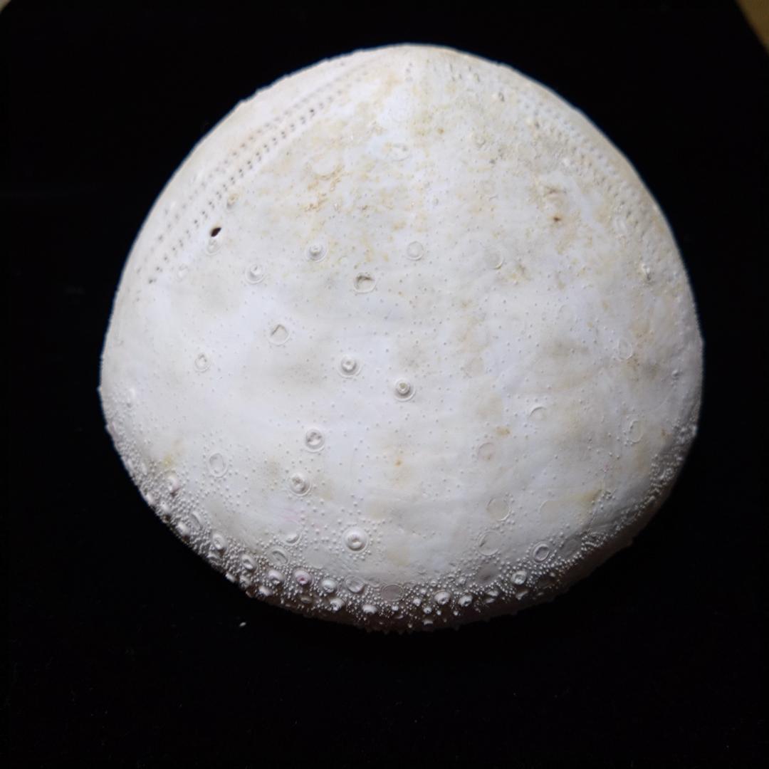 ウニ　標本　貝殻　超特大140㎜　珍種　バサラブンブク