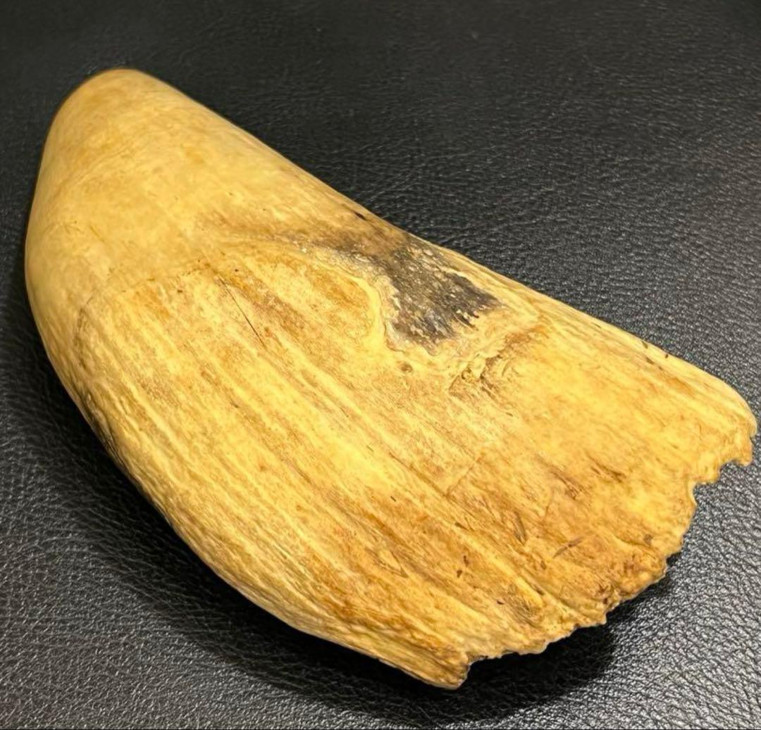 極上 抹香鯨 鯨歯 マッコウクジラの歯 彫刻材 根付