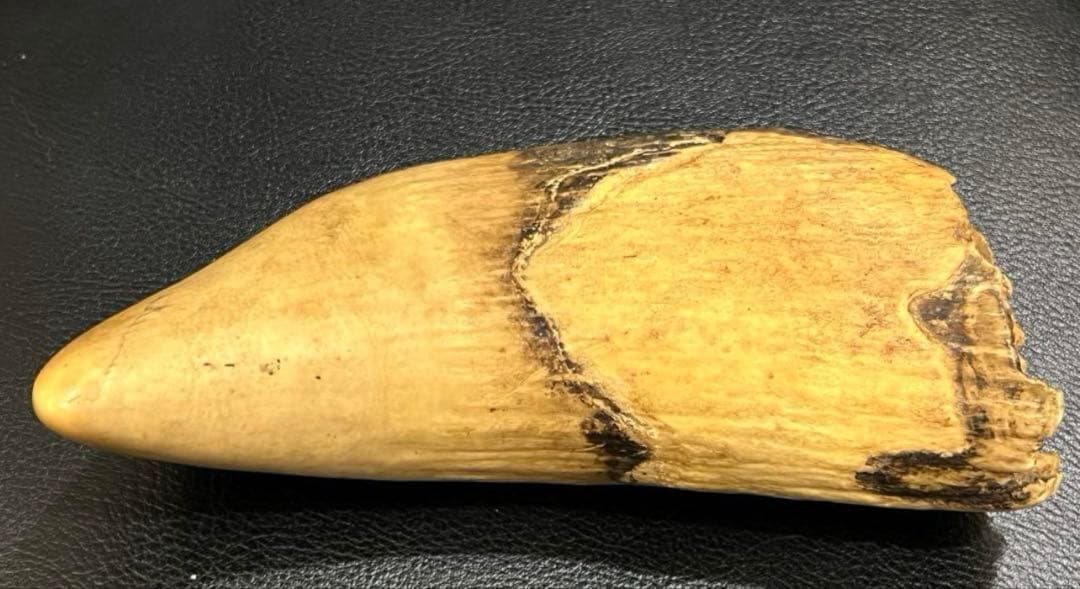 極上 抹香鯨 鯨歯 マッコウクジラの歯 彫刻材 根付